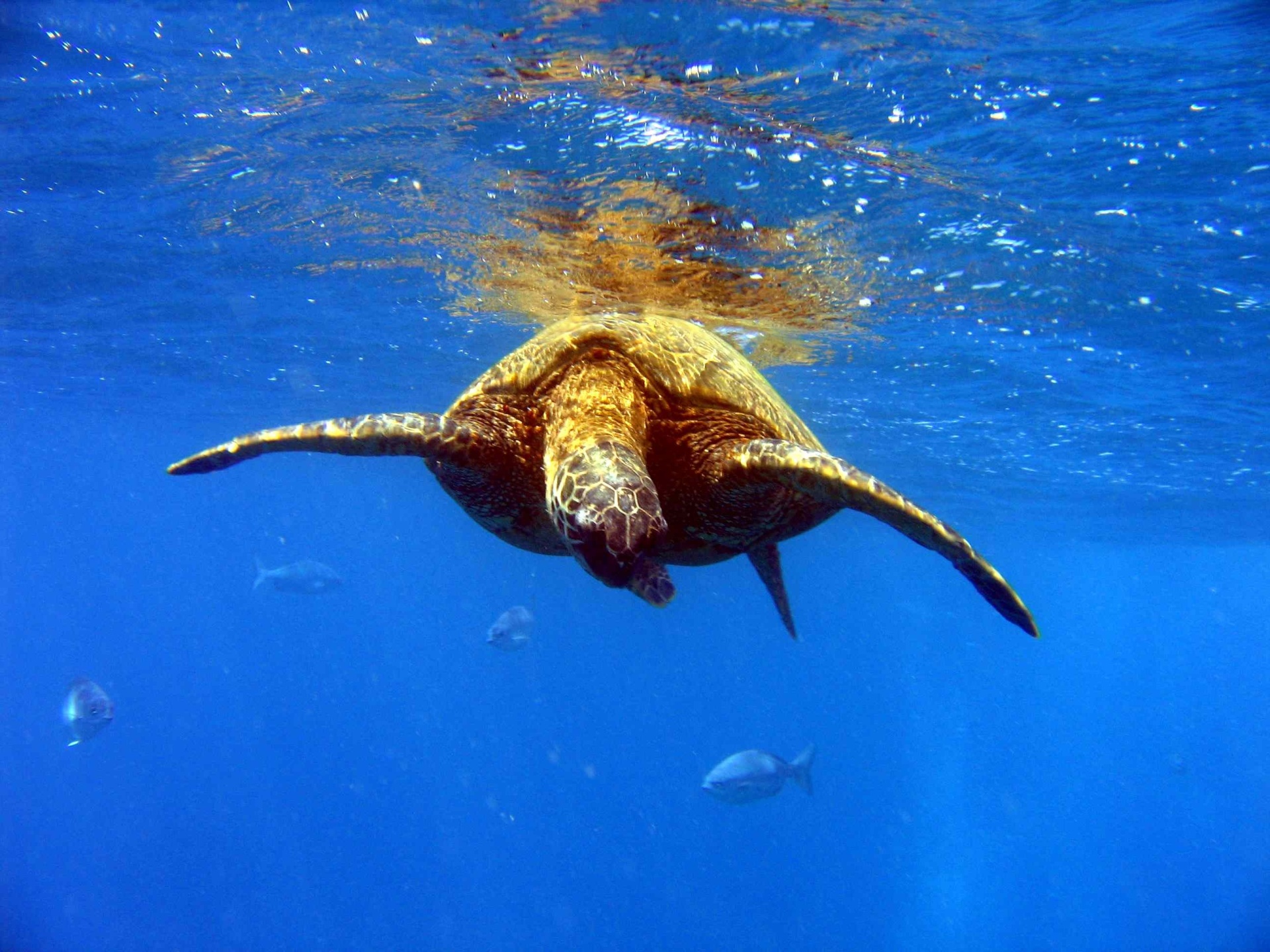 een zeeschildpad op zoek naar eten | Napali Coast State Park